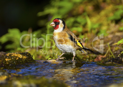 European goldfinch, carduelis carduelis