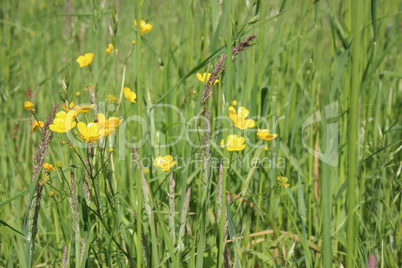 Wiesen im Sommer mit Gräsern, Blumen