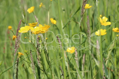 Wiesen im Sommer mit Gräsern, Blumen