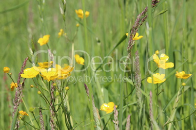 Wiesen im Sommer mit Gräsern, Blumen