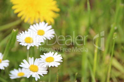 Wiesen im Sommer mit Gräsern, Blumen