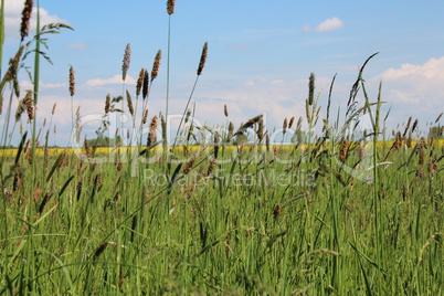 Wiesen im Sommer mit Gräsern, Blumen