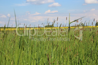 Wiesen im Sommer mit Gräsern, Blumen