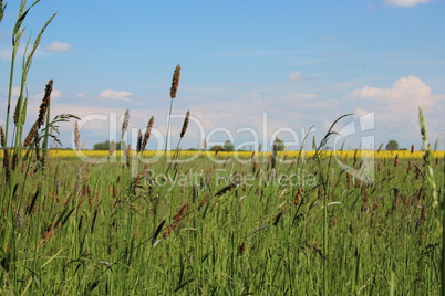 Wiesen im Sommer mit Gräsern, Blumen