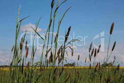 Wiesen im Sommer mit Gräsern, Blumen