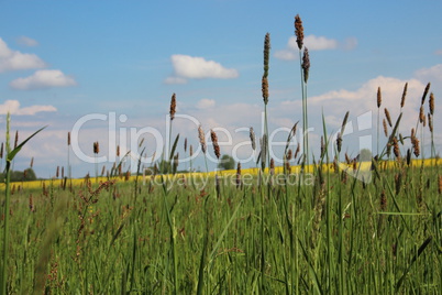 Wiesen im Sommer mit Gräsern, Blumen