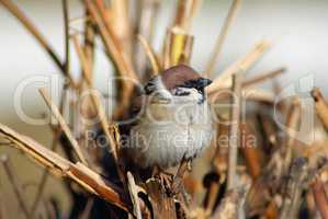 House sparrow on branch