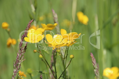 Wiesen im Sommer mit Gräsern, Blumen