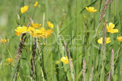 Wiesen im Sommer mit Gräsern, Blumen