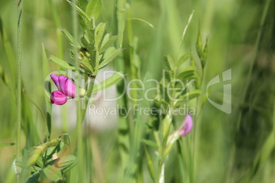 Wiesen im Sommer mit Gräsern, Blumen