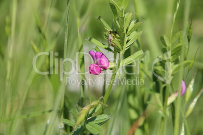 Wiesen im Sommer mit Gräsern, Blumen