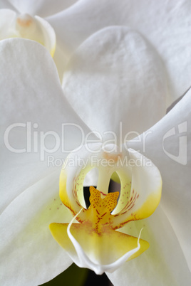 White orchid close up