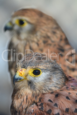 Common kestrel or Falco tinnunculus