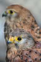 Common kestrel or Falco tinnunculus