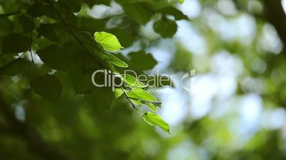 Video Background with Green Foliage
