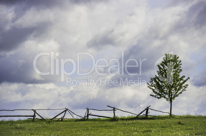 lonely tree in the field