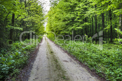 way in forest