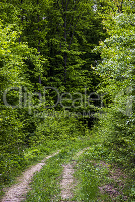 way in forest