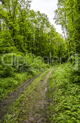 way in forest