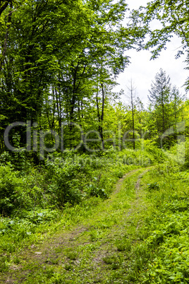 way in forest