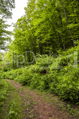 way in forest