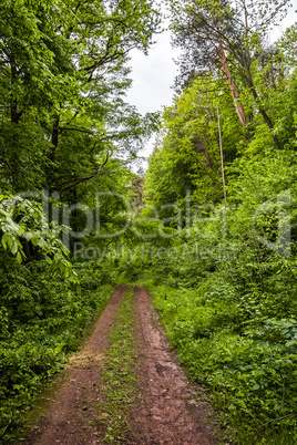 way in forest