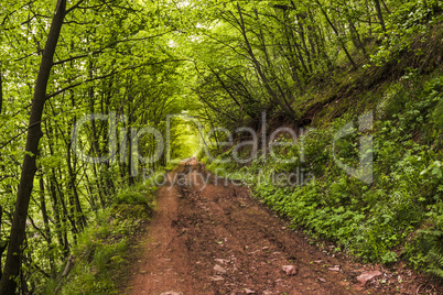 way in forest