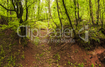 way in forest