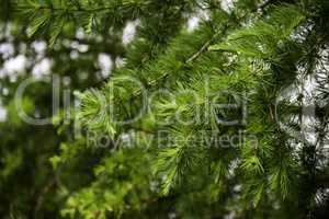 larch branch (Larix decidua polonica)