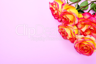 Bouquet of yellow-pink roses on a pink background