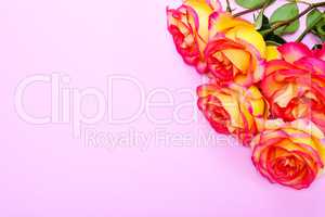 Bouquet of yellow-pink roses on a pink background