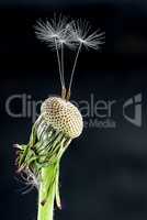 Dandelion with some feather