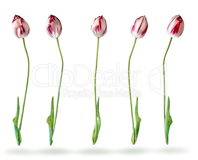 Several tulips in a row