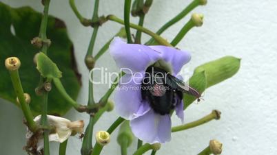 Beautiful bee pollinating purple orchid