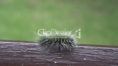 Beautiful furry caterpillar