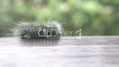 Beautiful furry caterpillar