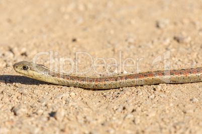 Coast Garter Snake (Thamnophis elegans terrestris).