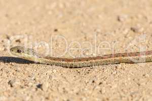 Coast Garter Snake (Thamnophis elegans terrestris).