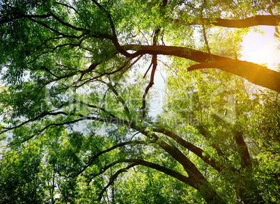 Maple branches and leaves