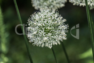 Whit blossom