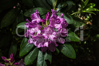 Rhododendron