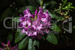 Rhododendron