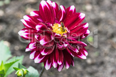 Dahlia with bee