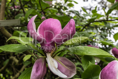 Magnolia