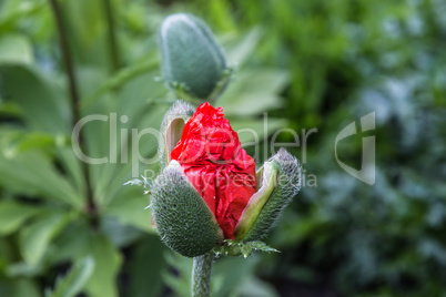 Red Poppy Bud