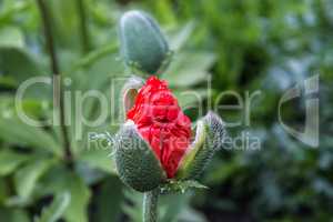 Red Poppy Bud