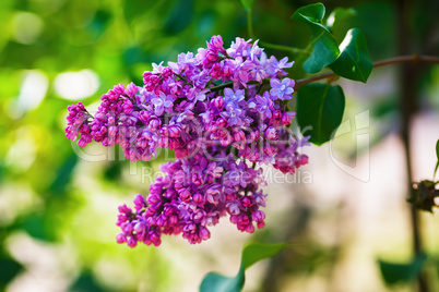 Blooming bright lilac