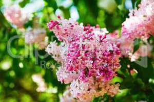 Blooming pink lilac