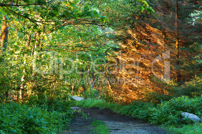 the path of the needles, trees, forest, rays, sun, sunset, dawn