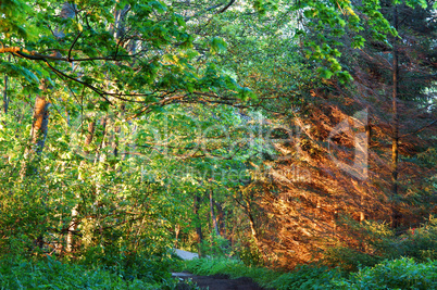 the path of the needles, trees, forest, rays, sun, sunset, dawn